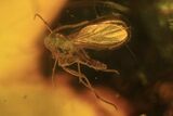 Fossil Cicada Larva, Ant & Flies In Amber #120662-5